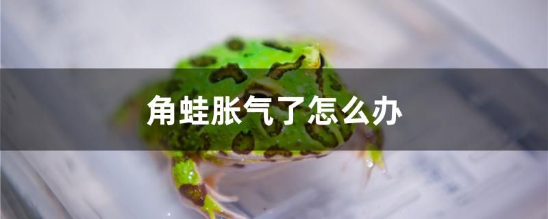 角蛙脹氣了怎么辦 祥龍魚(yú)場(chǎng)