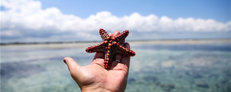 海星如何繁殖什么時(shí)候繁殖 一眉道人魚