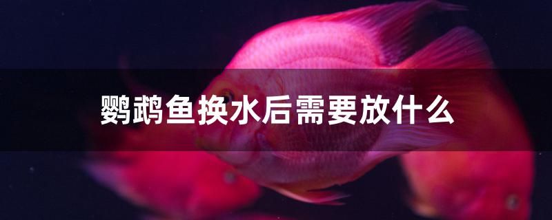 鸚鵡魚換水后需要放什么 魚缸百科