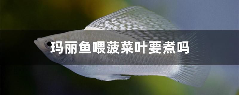 瑪麗魚喂菠菜葉要煮嗎