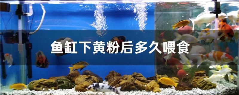 淮南魚缸上門回收電話多少號（淮南金魚批發(fā)） 錦鯉魚 第2張