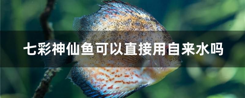 七彩神仙魚可以直接用自來水嗎