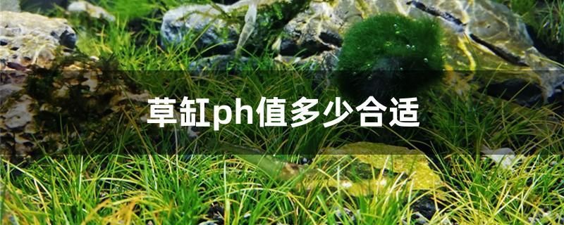 草缸ph值多少合適 魚缸百科