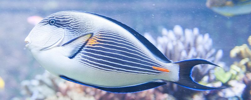 電蚊香對(duì)魚(yú)缸魚(yú)有害嗎魚(yú)缸有蚊子幼蟲(chóng)怎么辦 朱巴利魚(yú)