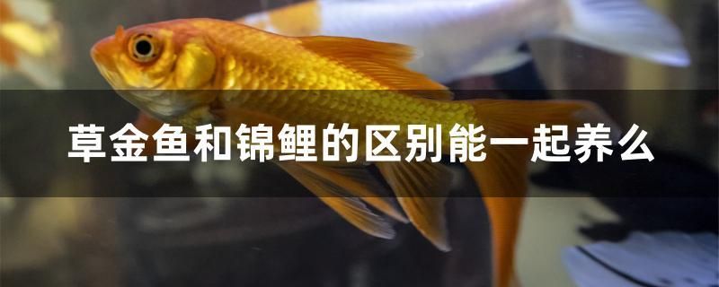 草金魚和錦鯉的區(qū)別能一起養(yǎng)么