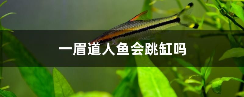 一眉道人魚(yú)會(huì)跳缸嗎 赤荔鳳冠魚(yú)