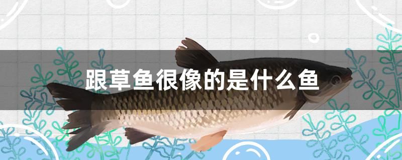 跟草魚很像的是什么魚 魚缸水質(zhì)穩(wěn)定劑