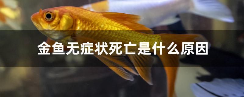 金魚(yú)無(wú)癥狀死亡是什么原因