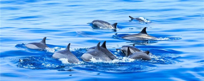 海豚是淡水生物嗎可以在淡水中生存嗎 觀賞魚市場