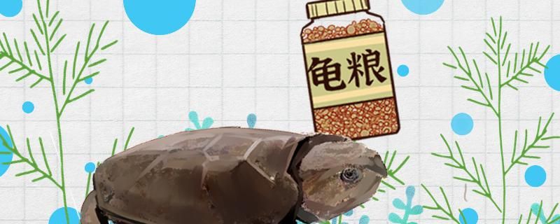 野生鷹嘴龜最喜歡吃什么人工養(yǎng)殖的吃什么 海水魚（海水魚批發(fā)）