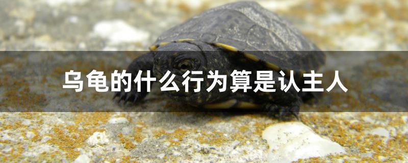 烏龜?shù)氖裁葱袨樗闶钦J主人 養(yǎng)魚知識