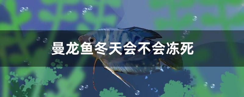 曼龍魚(yú)冬天會(huì)不會(huì)凍死 孵化器