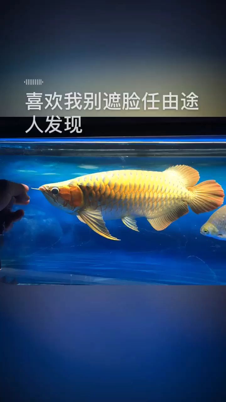 還得潛心修煉… 觀賞魚論壇 第1張