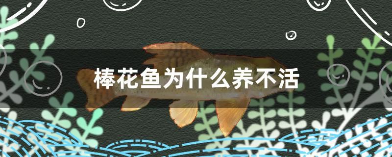 棒花魚為什么養(yǎng)不活 水族用品