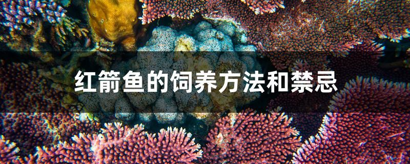 紅箭魚的飼養(yǎng)方法和禁忌 魚缸等水族設(shè)備