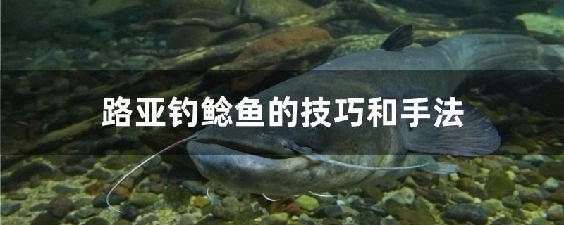 路亞釣鯰魚的技巧和手法 一眉道人魚