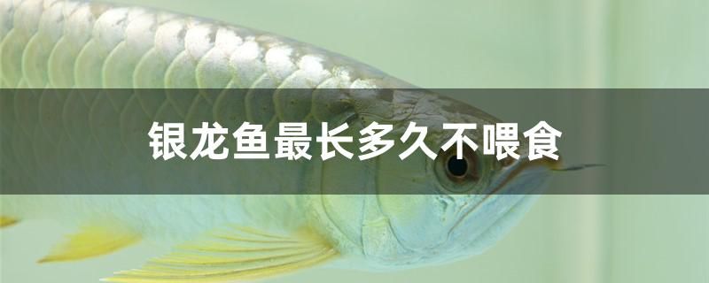 銀龍魚最長(zhǎng)多久不喂食 彩鰈魚缸（彩蝶魚缸）