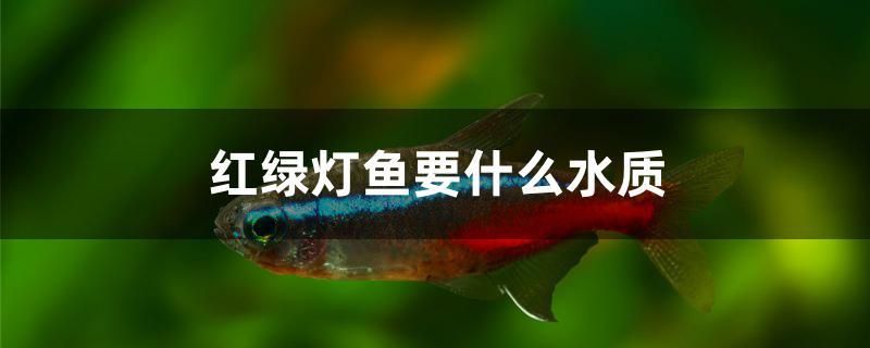 紅綠燈魚(yú)要什么水質(zhì) 黑桃A魚(yú)苗