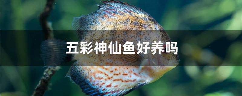 五彩神仙魚好養(yǎng)嗎