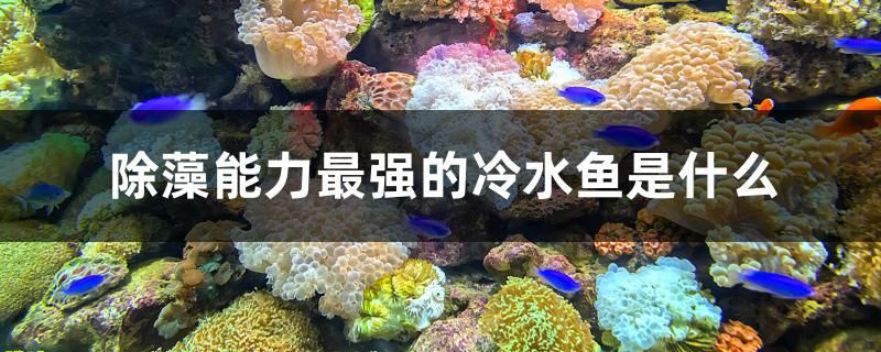 除藻能力最強的冷水魚是什么 虎斑恐龍魚