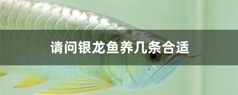 請(qǐng)問銀龍魚養(yǎng)幾條合適 iwish愛唯希品牌魚缸