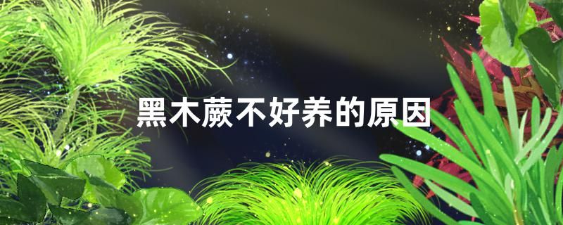 黑木蕨不好養(yǎng)嗎不好養(yǎng)的原因是什么