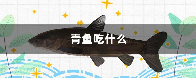 青魚吃什么