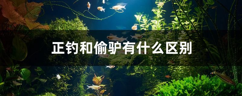 正釣和偷驢有什么區(qū)別