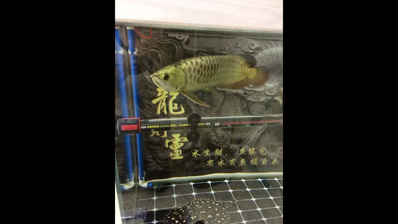 出來(lái)透氣 觀賞魚(yú)論壇