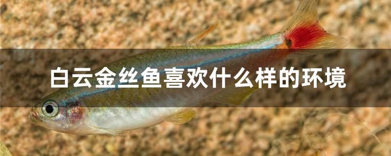 白云金絲魚(yú)喜歡什么樣的環(huán)境 BD魟魚(yú)