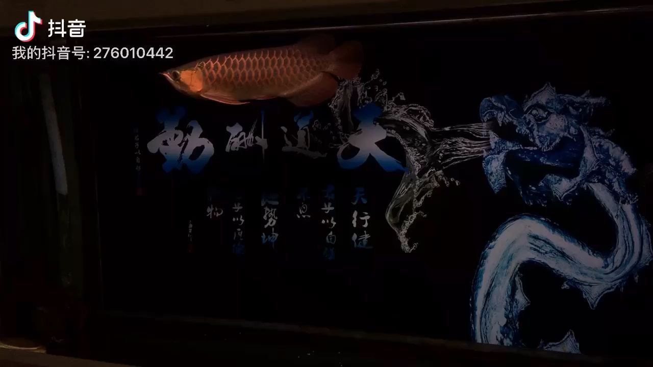 魚友幾個沒睡的，來給我點個贊 觀賞魚論壇 第1張