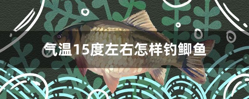 氣溫15度左右怎樣釣鯽魚(yú)