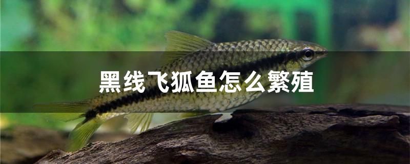 黑線飛狐魚怎么繁殖 水族燈（魚缸燈）