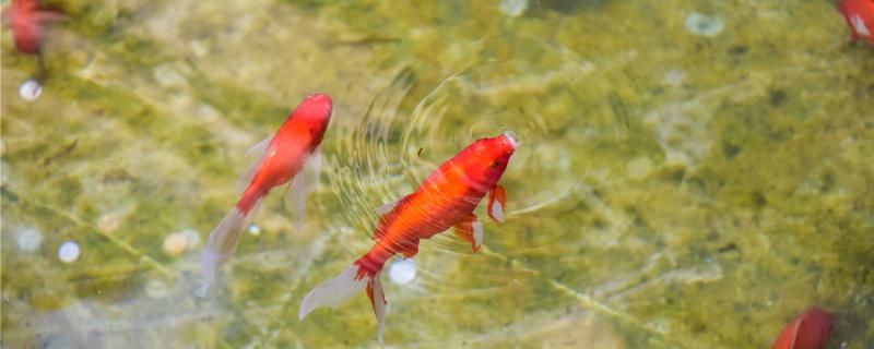 金魚怎么繁殖小魚魚卵什么時(shí)候孵化 白子關(guān)刀魚