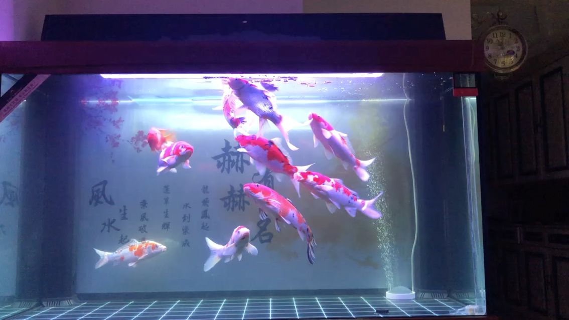 激烈吃個(gè)飼料 觀賞魚論壇