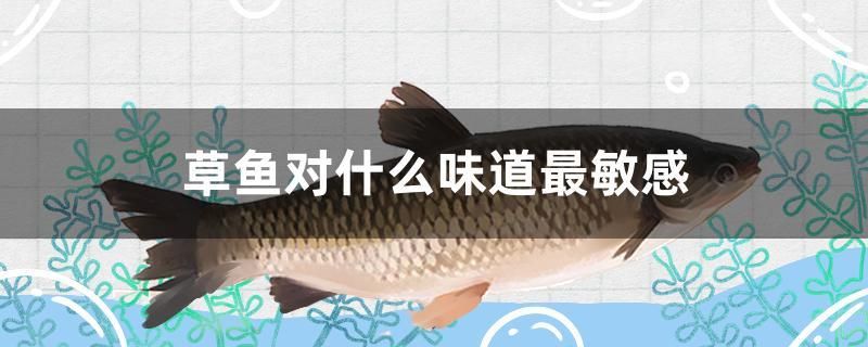 草魚對(duì)什么味道最敏感 綠皮辣椒小紅龍