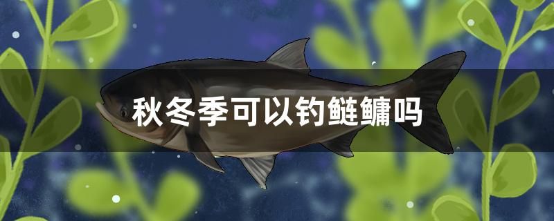 秋冬季可以釣鰱鳙嗎 過(guò)背金龍魚(yú)