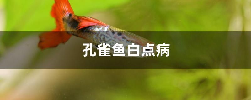 孔雀魚白點(diǎn)病怎么治