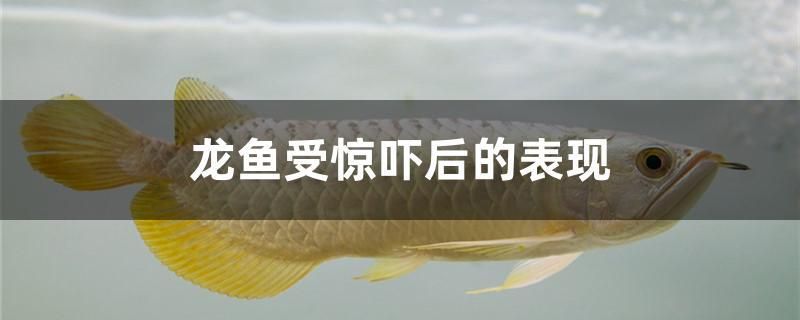 龍魚受驚嚇后的表現(xiàn) 錦鯉魚百科