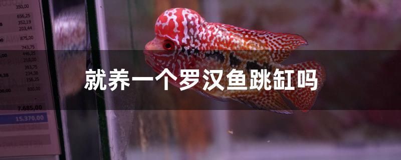 就養(yǎng)一個(gè)羅漢魚(yú)跳缸嗎 紅尾平克魚(yú)