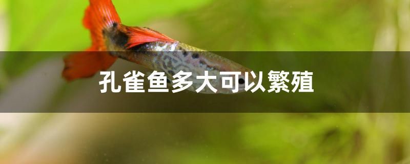 孔雀魚(yú)多大可以繁殖 魚(yú)缸/水族箱