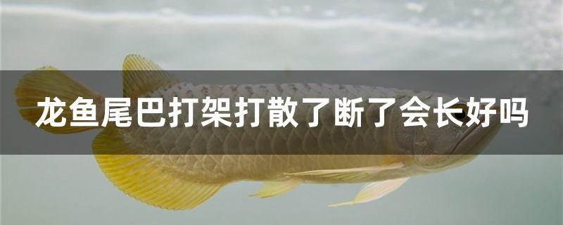 龍魚尾巴打架打散了斷了會長好嗎 白化火箭魚