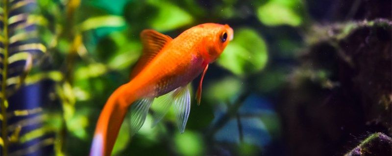 封閉的水井可以養(yǎng)魚嗎井水怎么處理才能養(yǎng)魚 觀賞魚疾病