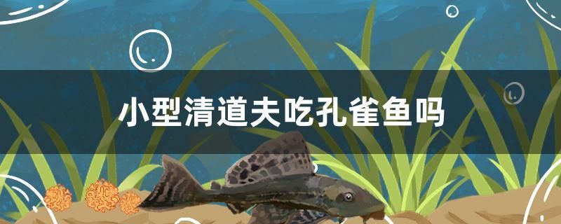 小型清道夫吃孔雀魚嗎 祥龍超血紅龍魚