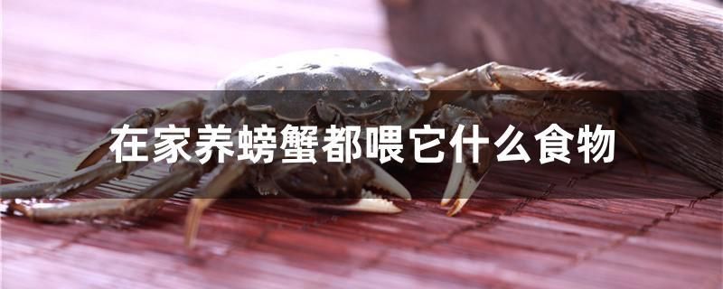 在家養(yǎng)螃蟹都喂它什么食物 古典過背金龍魚