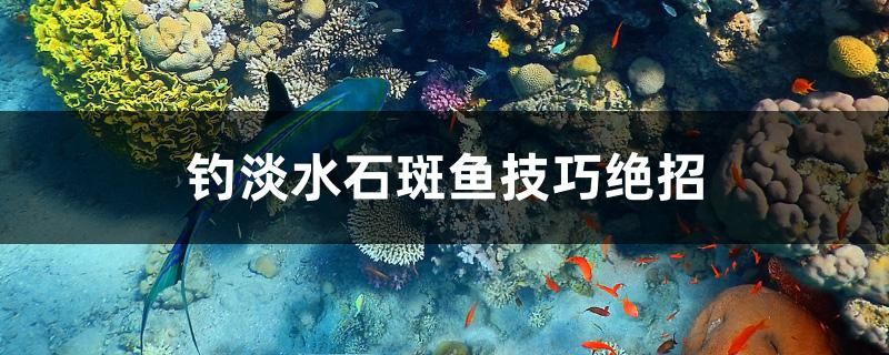 釣淡水石斑魚技巧絕招