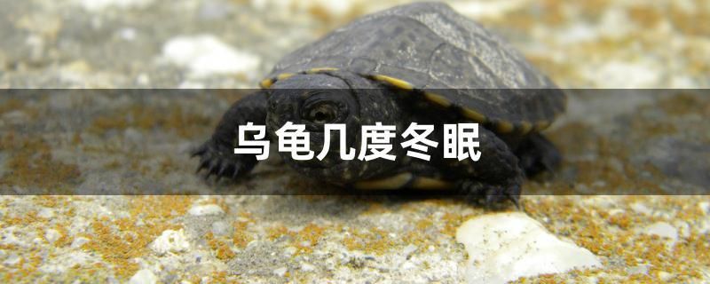 烏龜幾度冬眠 國產(chǎn)元寶鳳凰魚