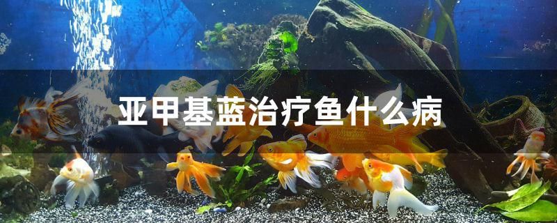 亞甲基藍治療魚什么病 過濾設(shè)備