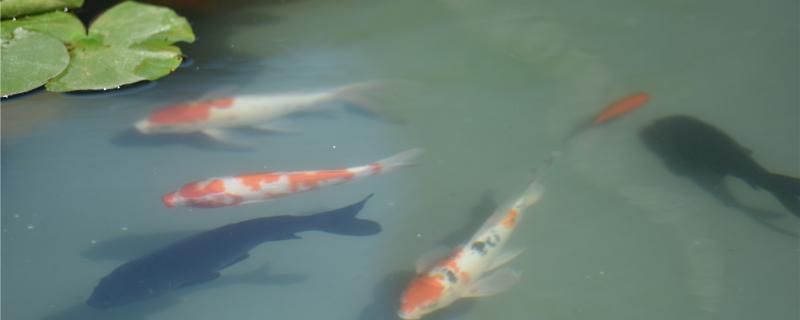 庫(kù)爾勒魚(yú)缸在哪買的到（小白蟲(chóng)是什么） 彩鰈魚(yú)缸（彩蝶魚(yú)缸） 第1張