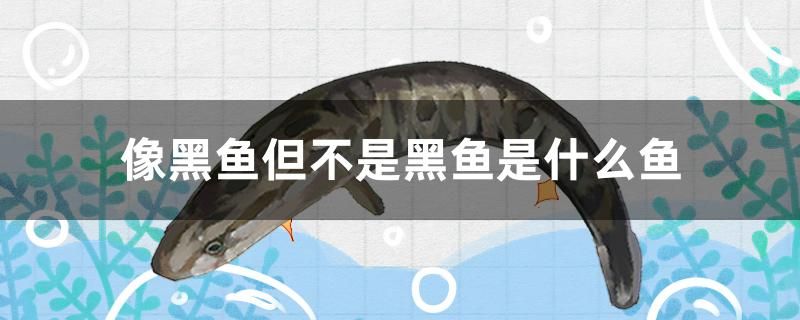 像黑魚但不是黑魚是什么魚